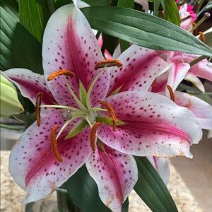 Pink and White Lily!